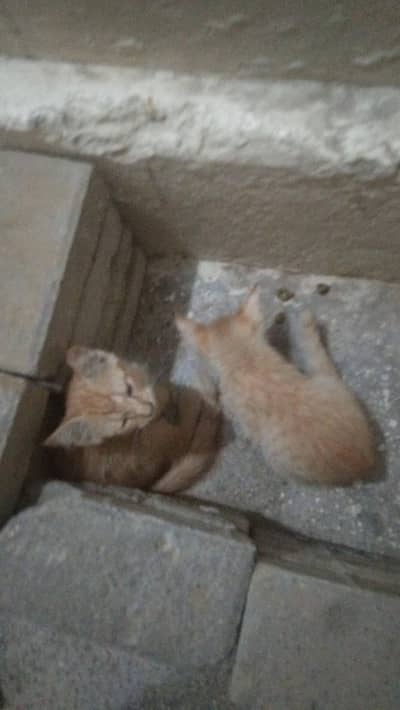 cats for sale