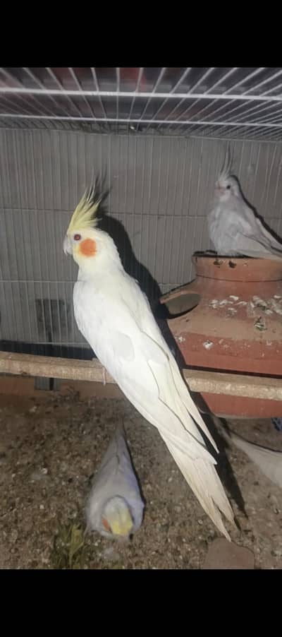 cream cocktails breeder pairs