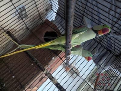 parrot for sale in Lahore