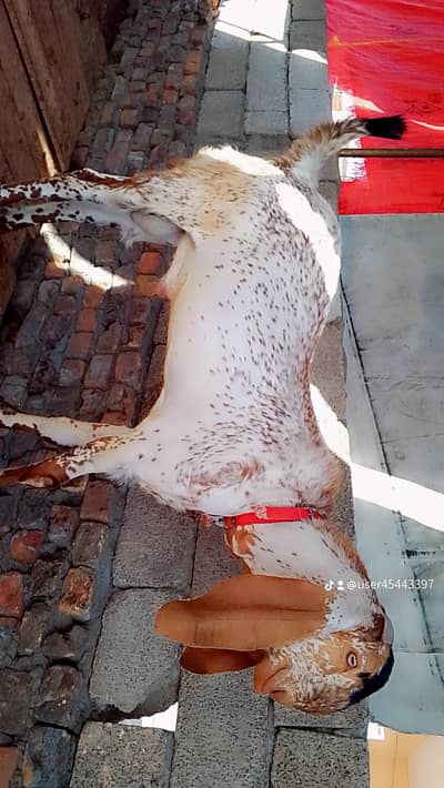 makhi chini bakra breader tota face