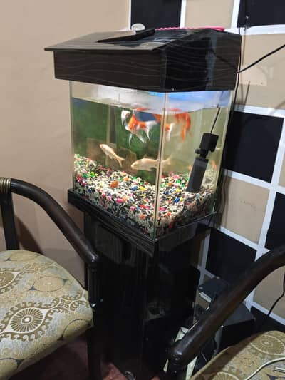 complete fish aquarium setup with 6 fishes, feed & accessories for sel