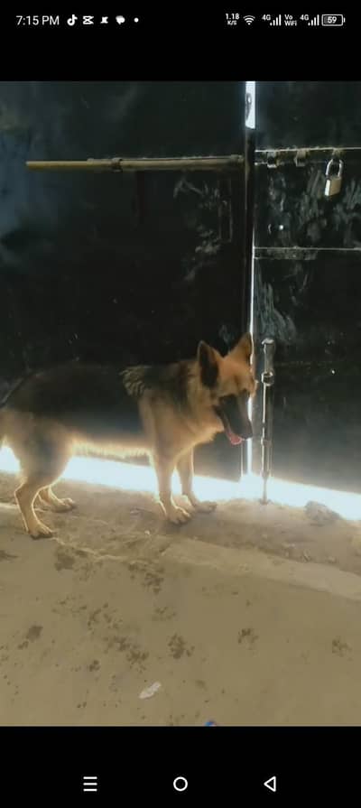 German shepherd female triple coat for sell