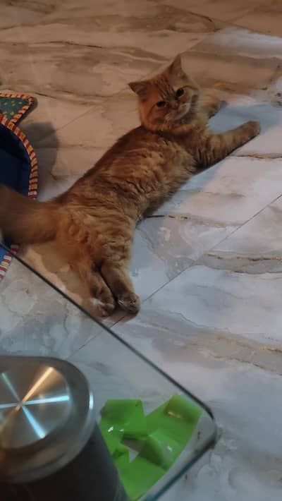 Persian cat