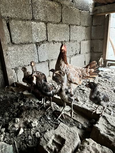 Pure aseel chick available