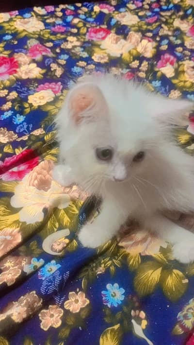 white person triple coat kitten 1 month old Rs 5000