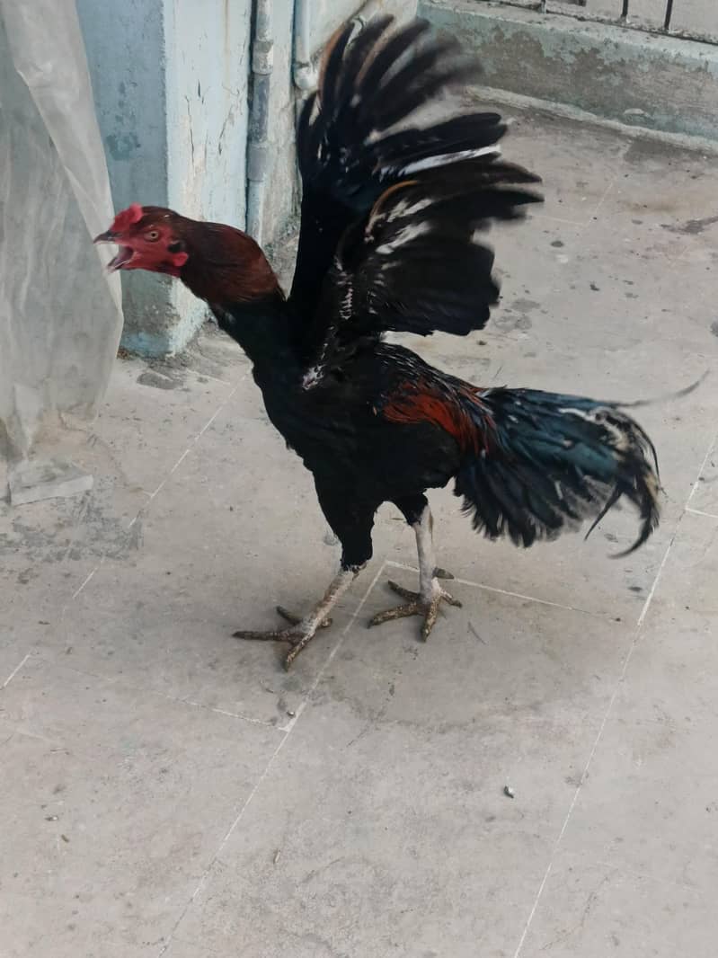 Aseel Sindhi 3