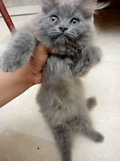 "3 Month Grey Persian Mix Kitten - Healthy & Playful