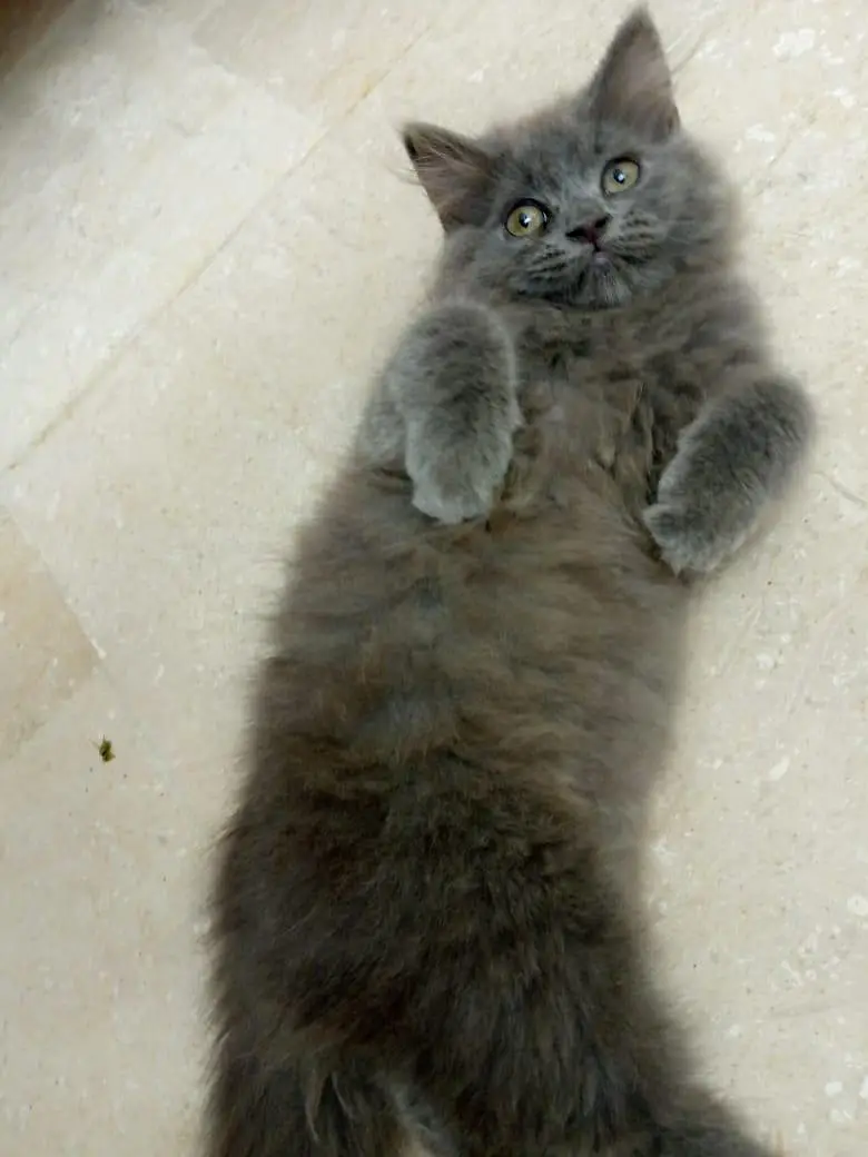 "3 Month Grey Persian  Kitten - Healthy & Playful — photo 2