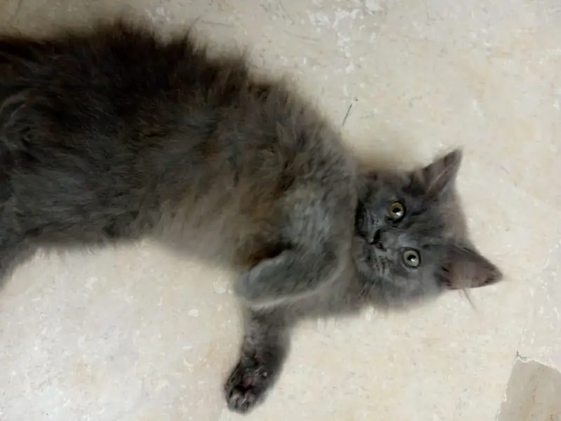 "3 Month Grey Persian  Kitten - Healthy & Playful — photo 3