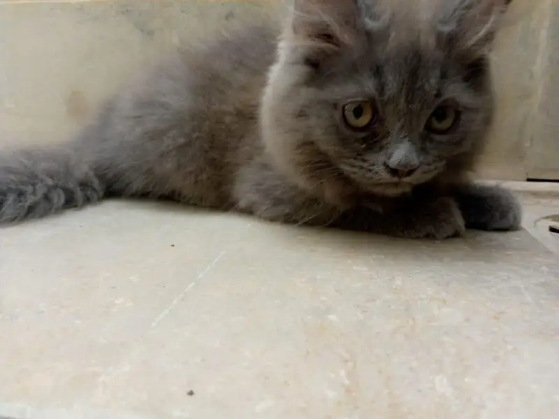 "3 Month Grey Persian  Kitten - Healthy & Playful — photo 4