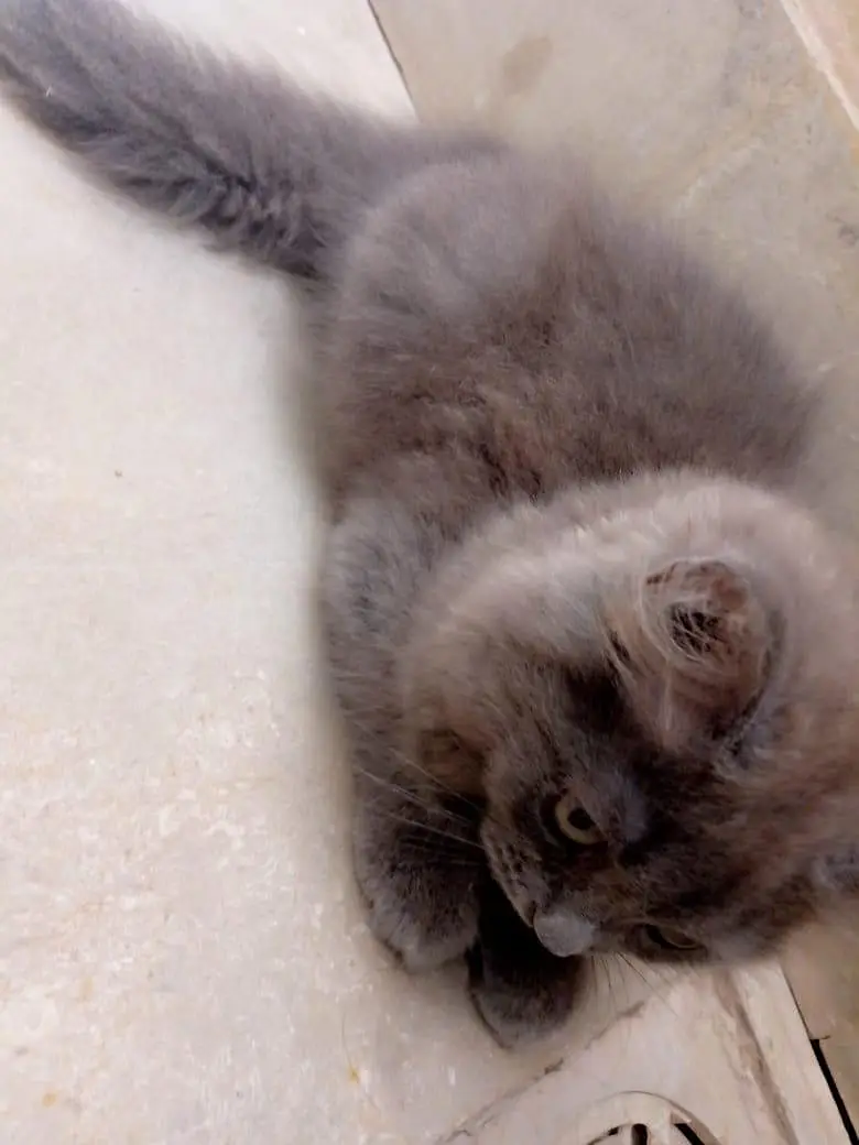"3 Month Grey Persian  Kitten - Healthy & Playful — photo 5