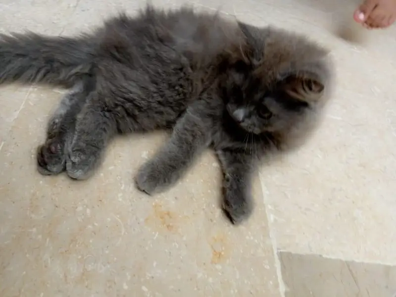 "3 Month Grey Persian  Kitten - Healthy & Playful — photo 6