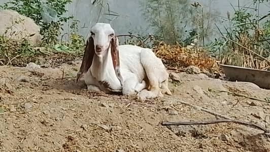 rajan puri black bakry our I Monda bcaha bakra