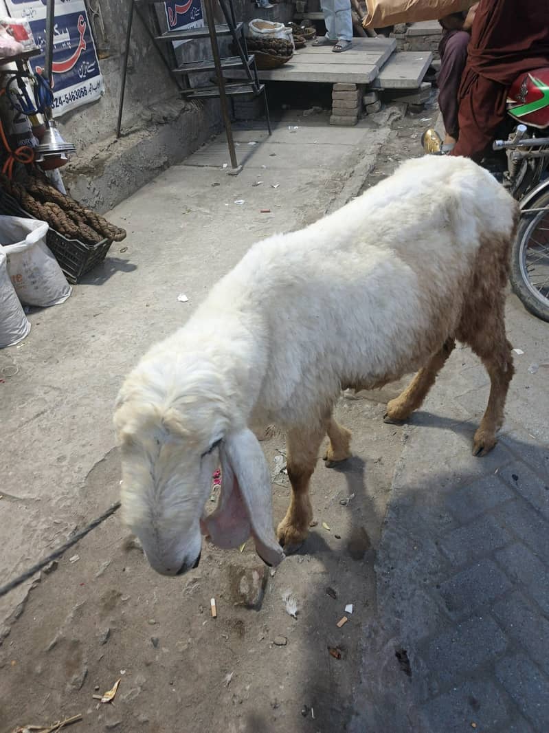 kajli sheep 0