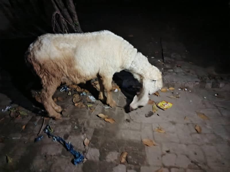 kajli sheep 1