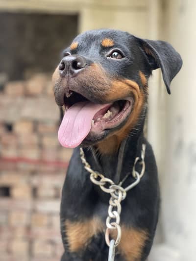 Rottweiler 5 months puppy Available | fully vaccinated | healthy activ