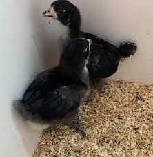 Australope Chicks Available Karachi