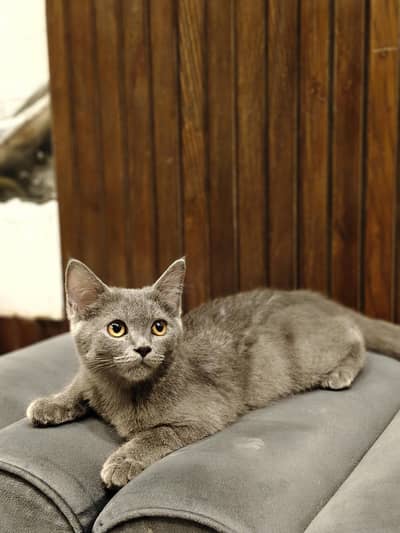 British shorthair