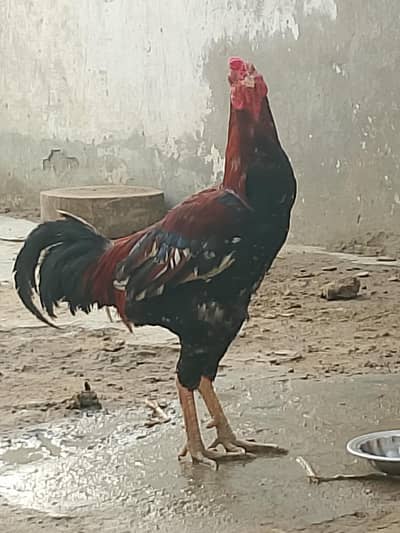 dassy Sindhi aseel murga bilkul fit fine