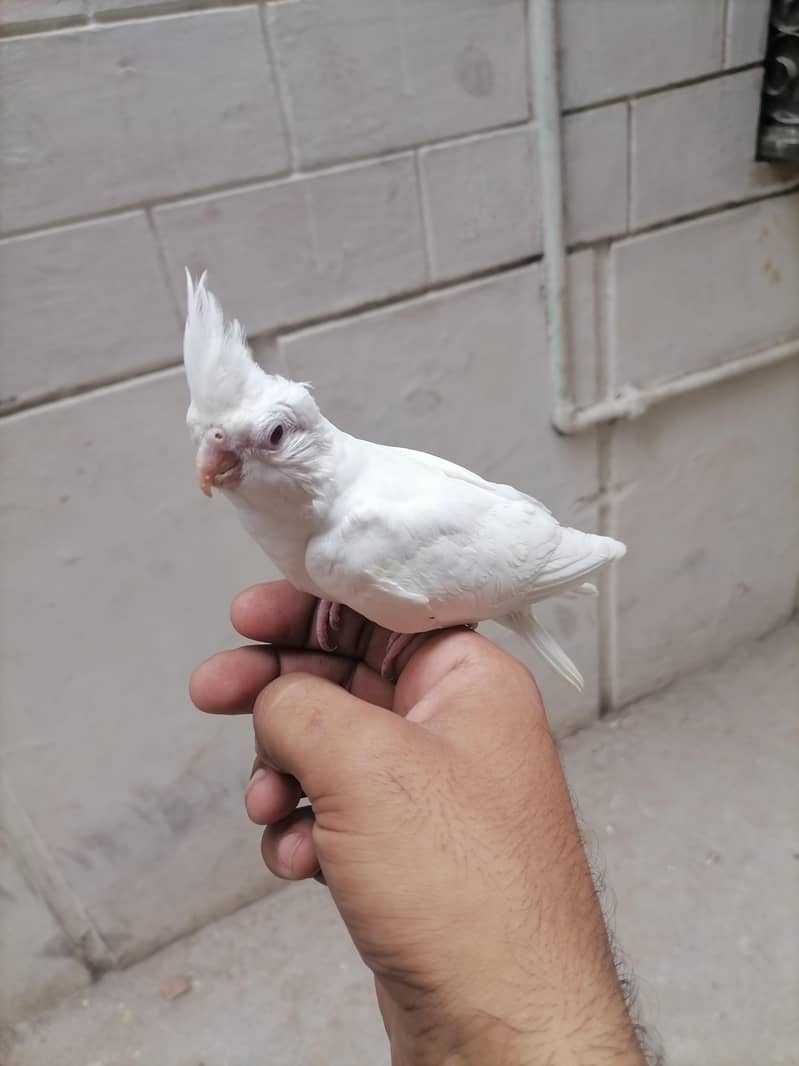 1 chik 0