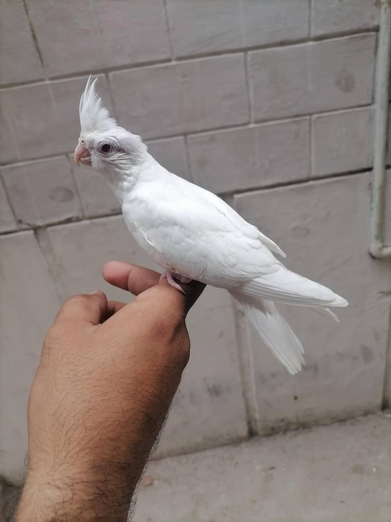 1 chik 2