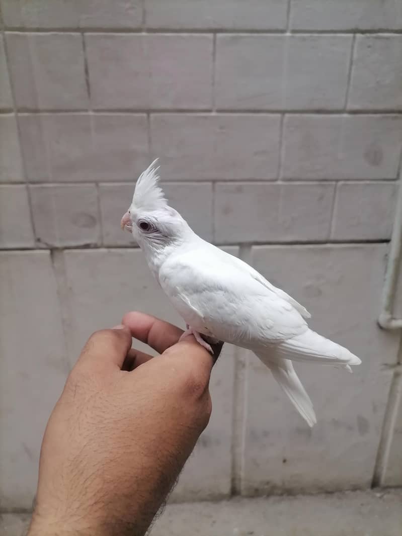 1 chik 3