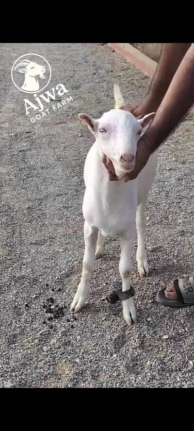 gulabi abluk tedda A1 breeder quality