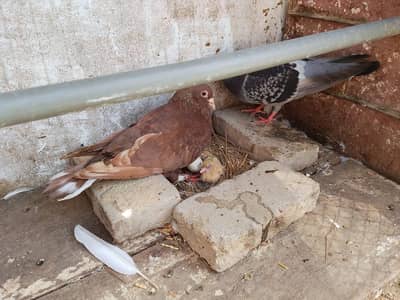 pigeon bhote achay hain bredar hain