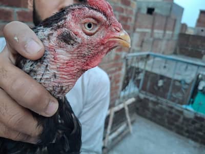 Aseel Pathy and Pair and chicks For sale