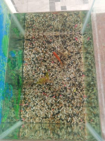 Aquarium for sale peshawar with fishes