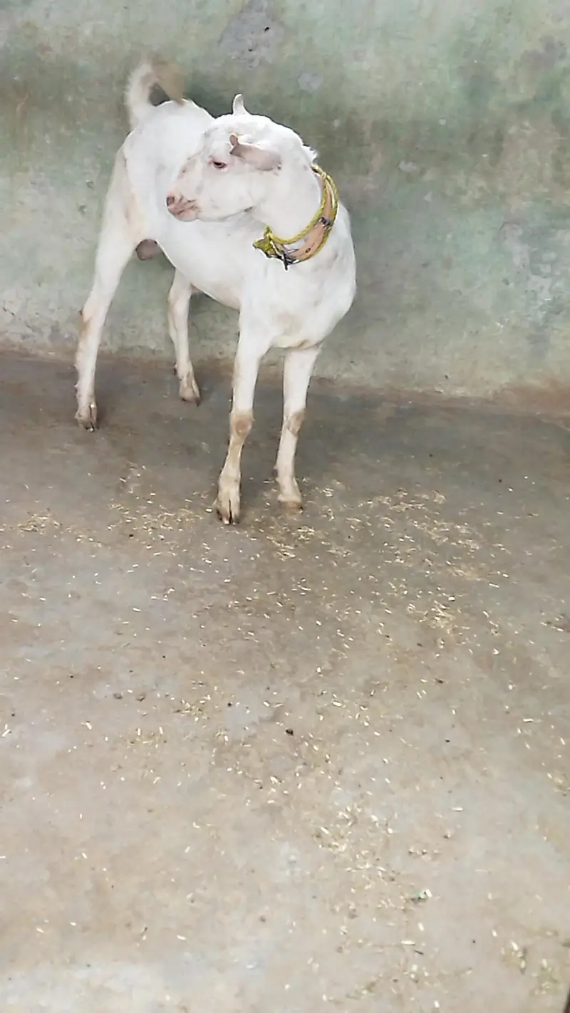 Beautiful Tada Male — photo 2