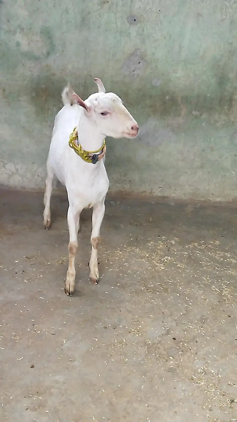 Beautiful Tada Male — photo 3