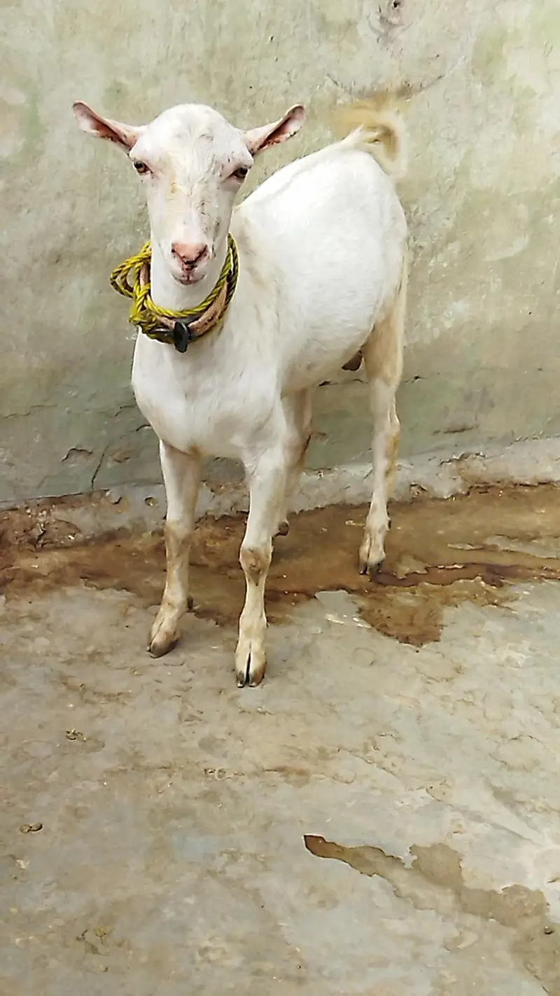 Beautiful Tada Male — photo 4