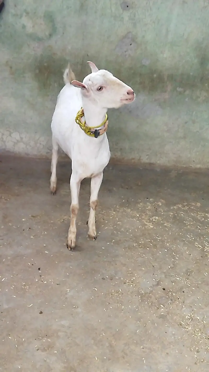 Beautiful Tada Male — photo 5