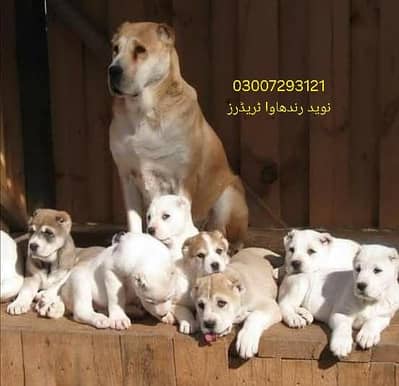 alabai dogs pets
