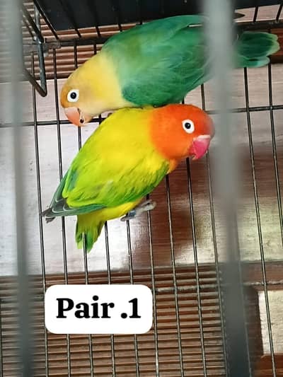 love birds opline breeder pairs