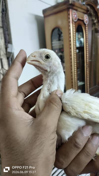 Parrot beak