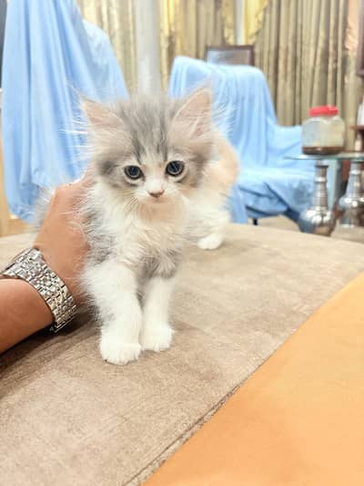 Pure Persian baby cats