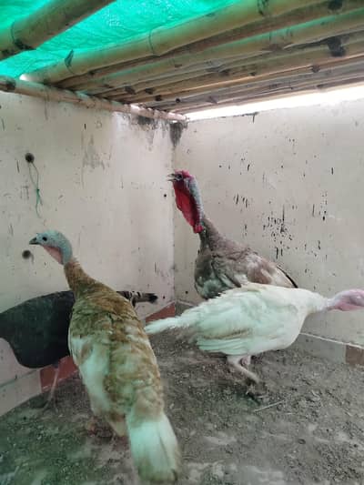 1 male 3 female