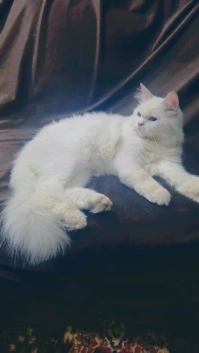 persian cat for sale
