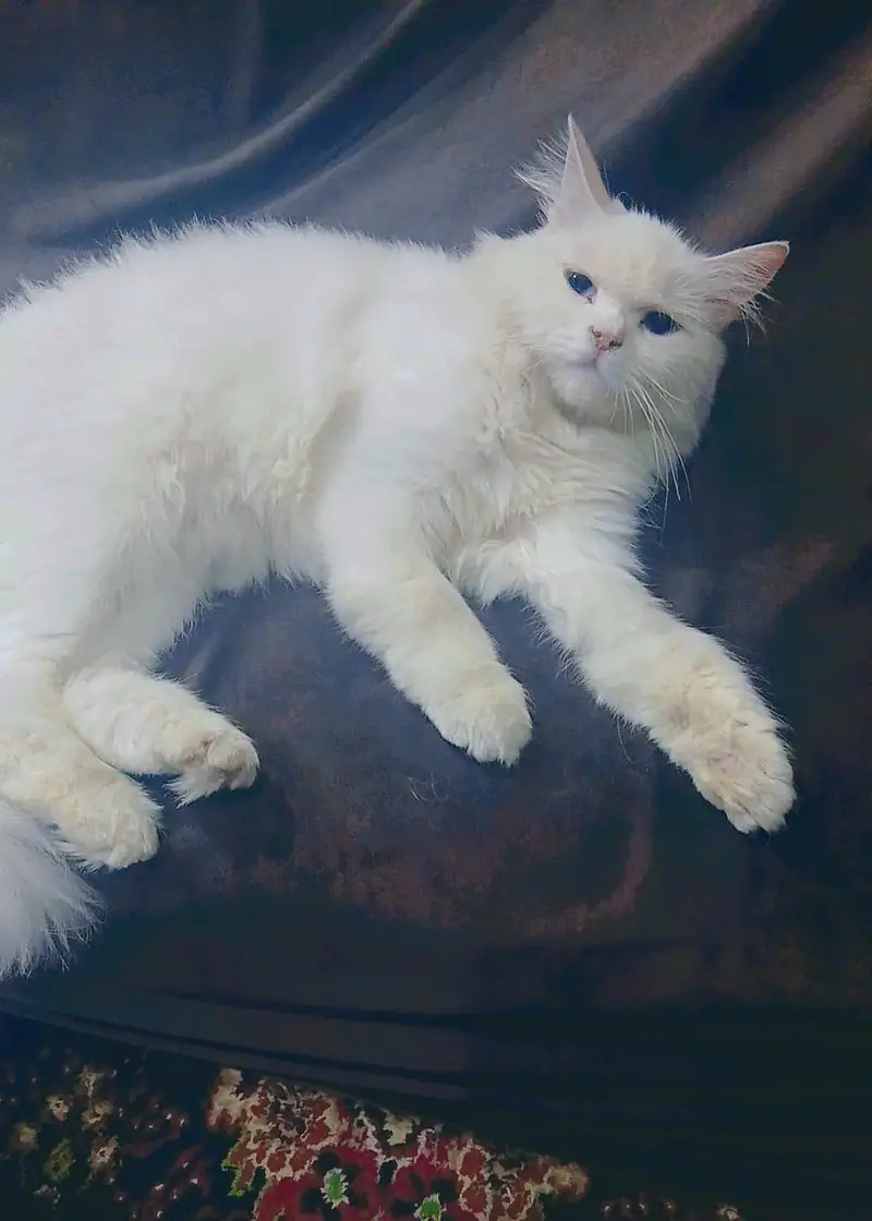 persian cat for sale — photo 2