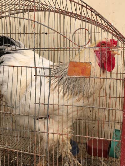 White and Light Colombian Barahma For Sale