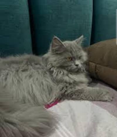 persion male cat