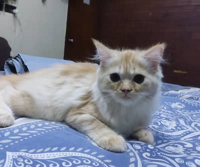 2 Female Persian Kittens