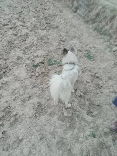 Russian dog hairy