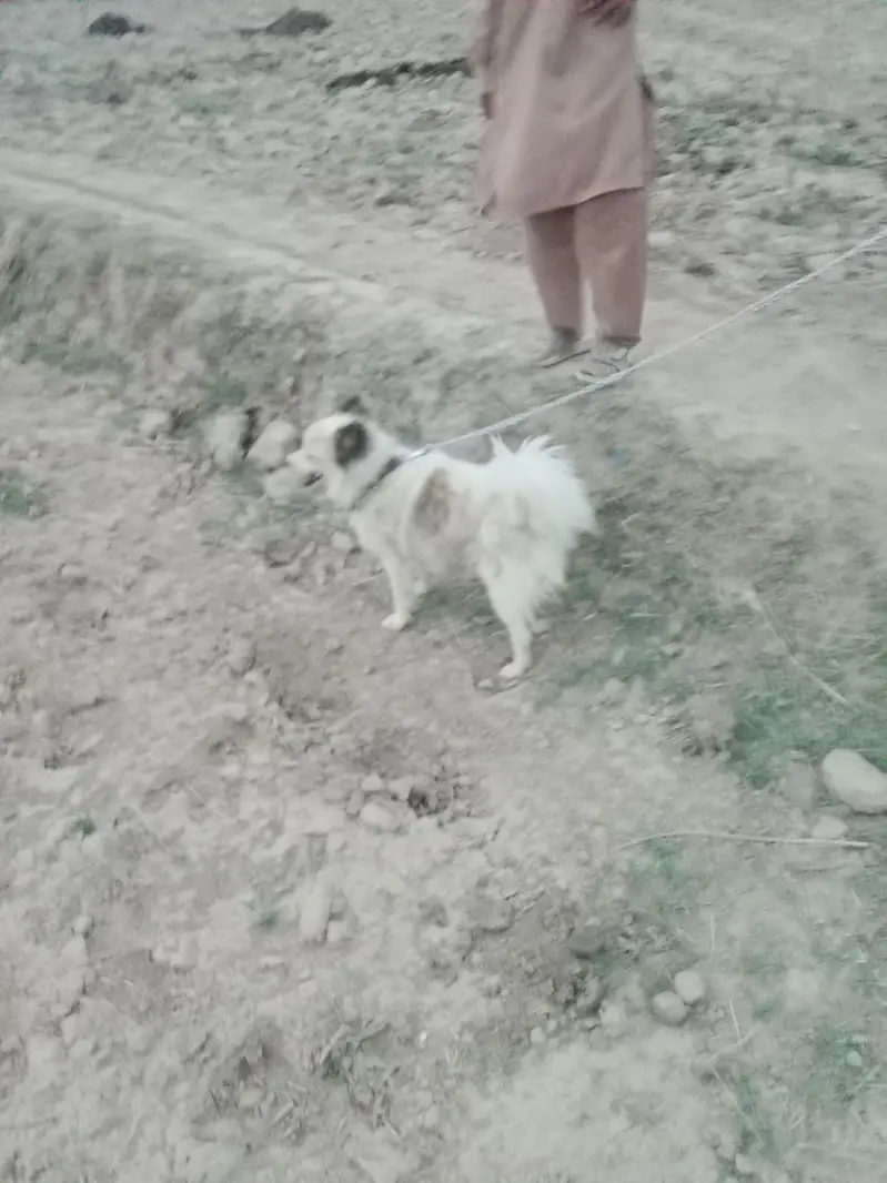 Russian dog hairy — photo 2