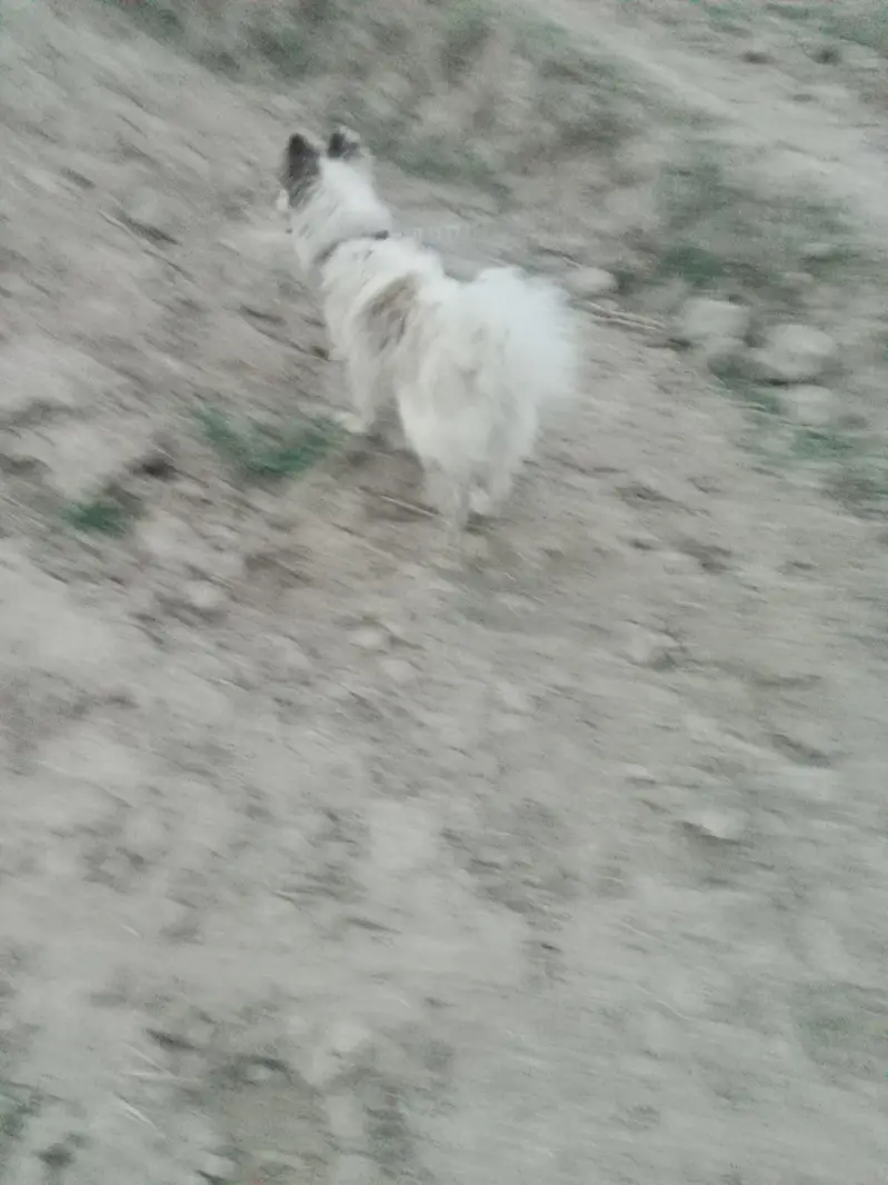 Russian dog hairy — photo 3