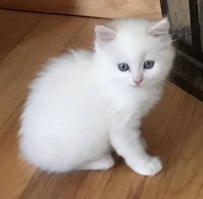 Persian Cat /Kitten Triple Coated Punch Face