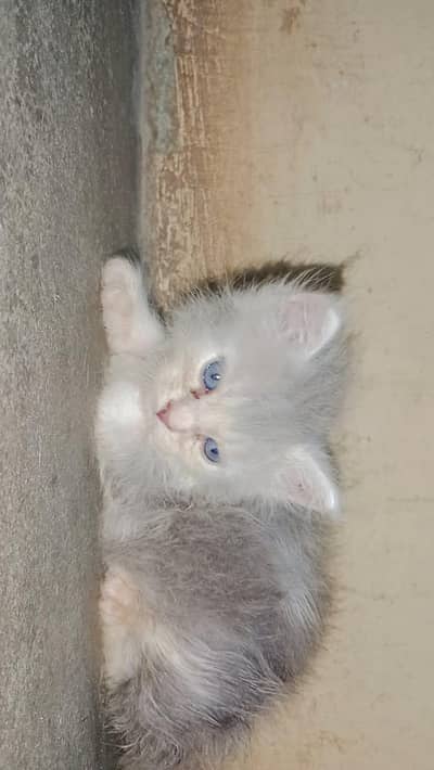 Persian Mix Kittens for Sale – Healthy & Playful –