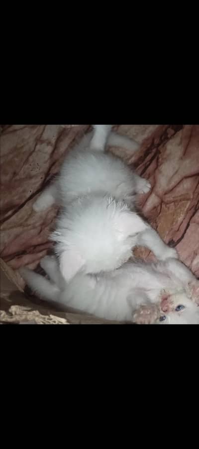 kitten